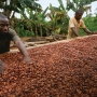 Grupo Deleitas en el programa de la Fundación Cocoa Horizons para una producción sostenible del cacao